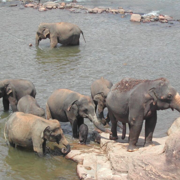 טבילת הבוקר של הפילים