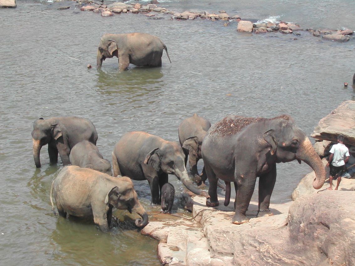 טבילת הבוקר של הפילים