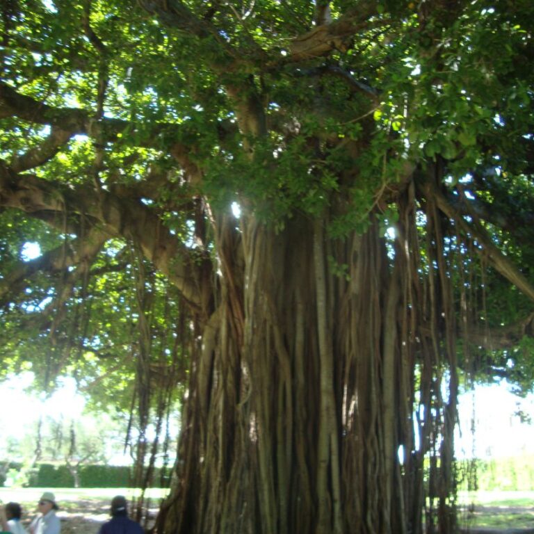 יותר שורשים מעץ