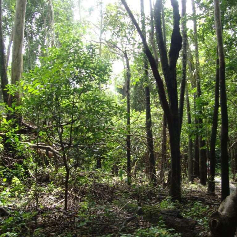 יער שושנות המים