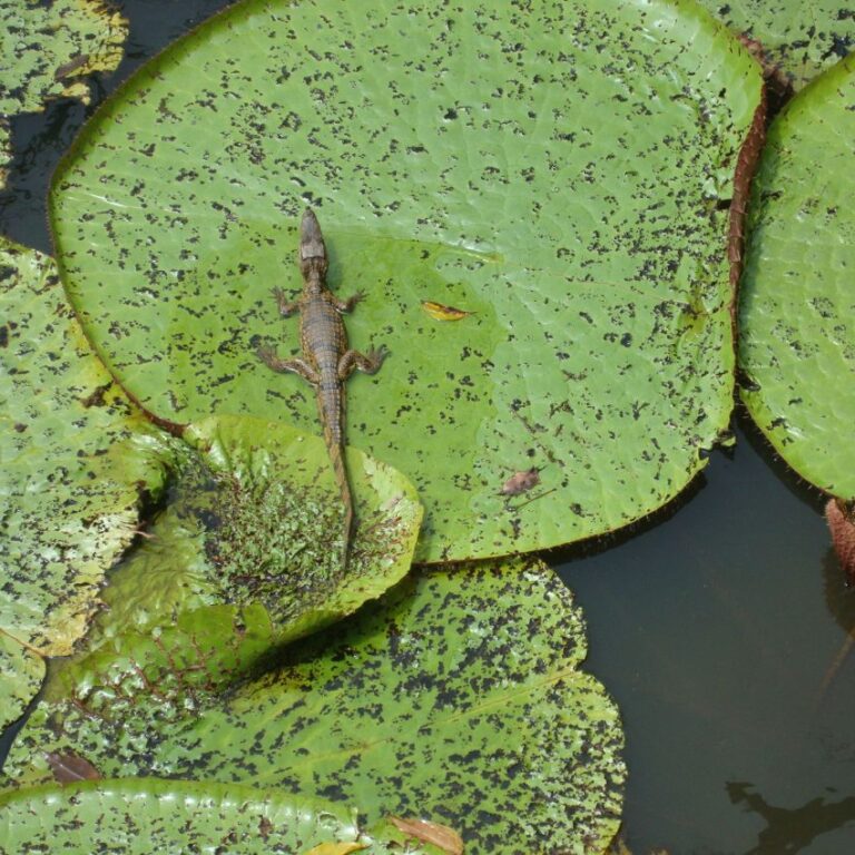 לטאה נחה על שושנת מים