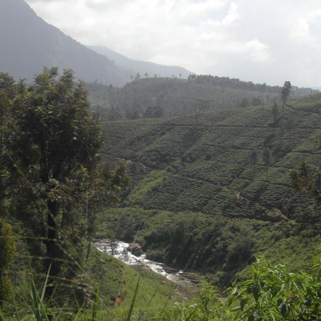 מטעי התה בהרי סרילנקה