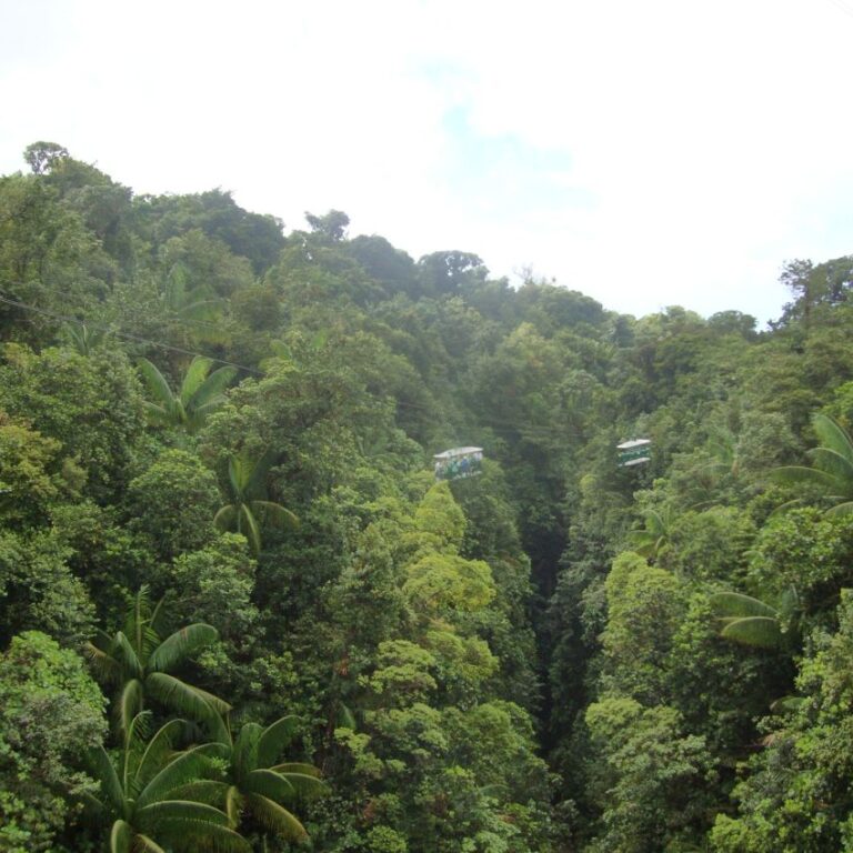 מסע ברכבל על צמרות העצים באי גרנדוס