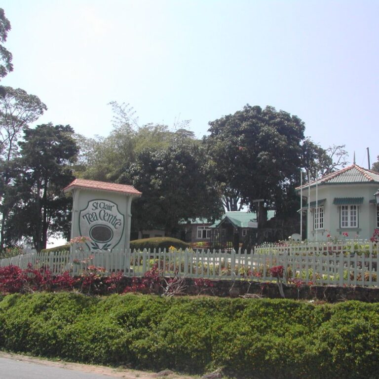 מרכז מכירות של תה ציילוני מעולה