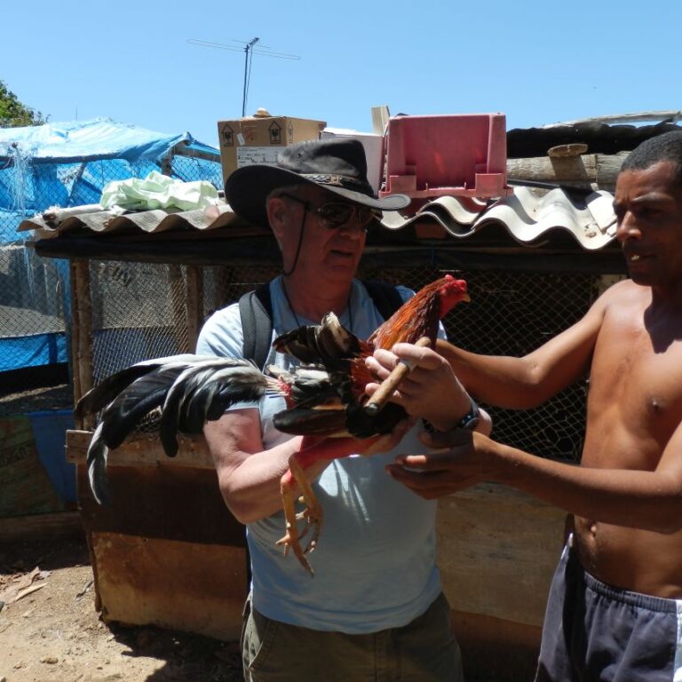 נתן והתרנגול הקרבי באי קובני-