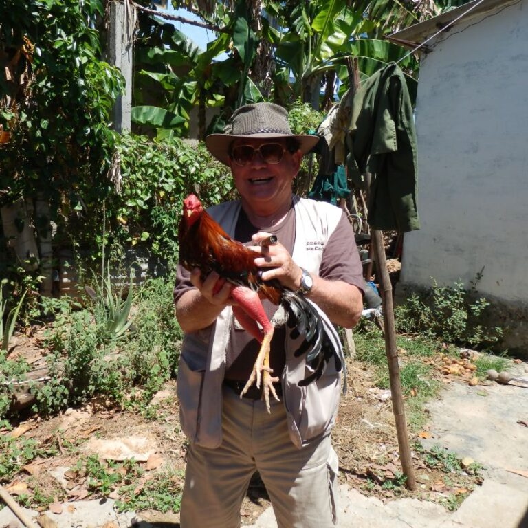 עם תרנגול קובני שוחר קרבות