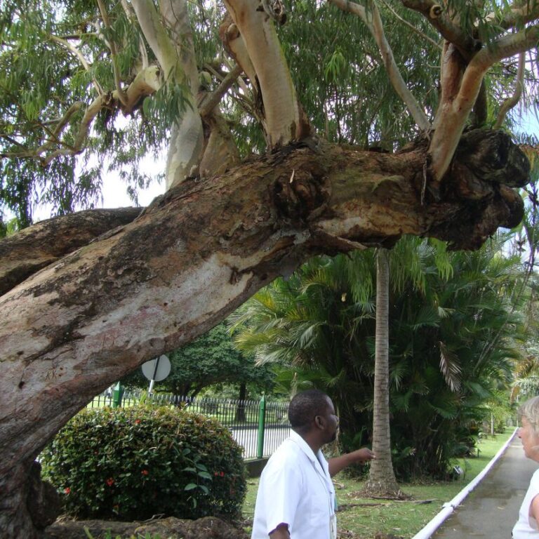 עץ צעיר גודל על עץ זקן