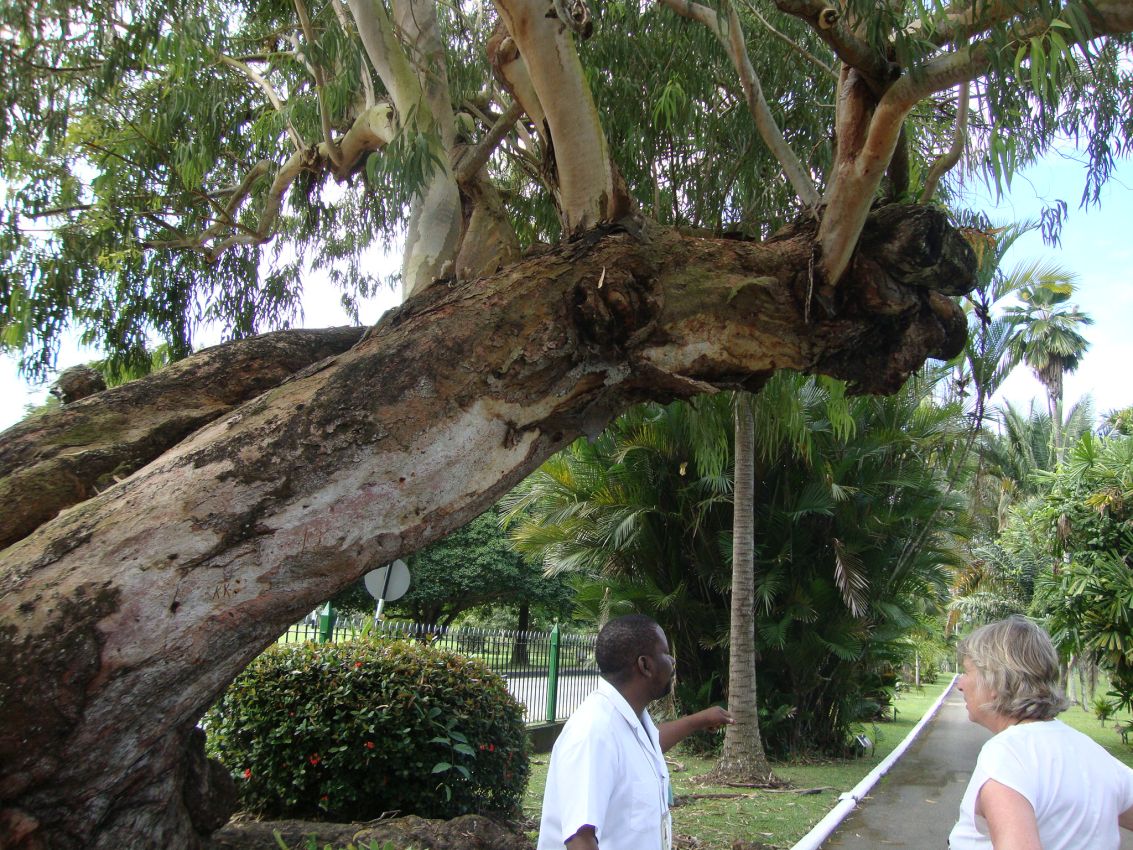 עץ צעיר גודל על עץ זקן