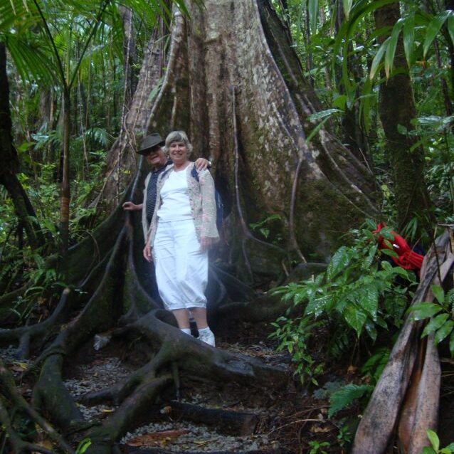 עצי ענק בג'ונגל הקאריבי