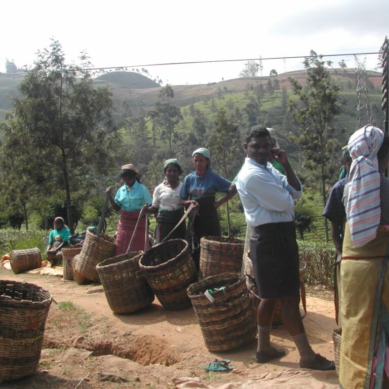 קוטפי התה המפורסם בהרי סרילנקה