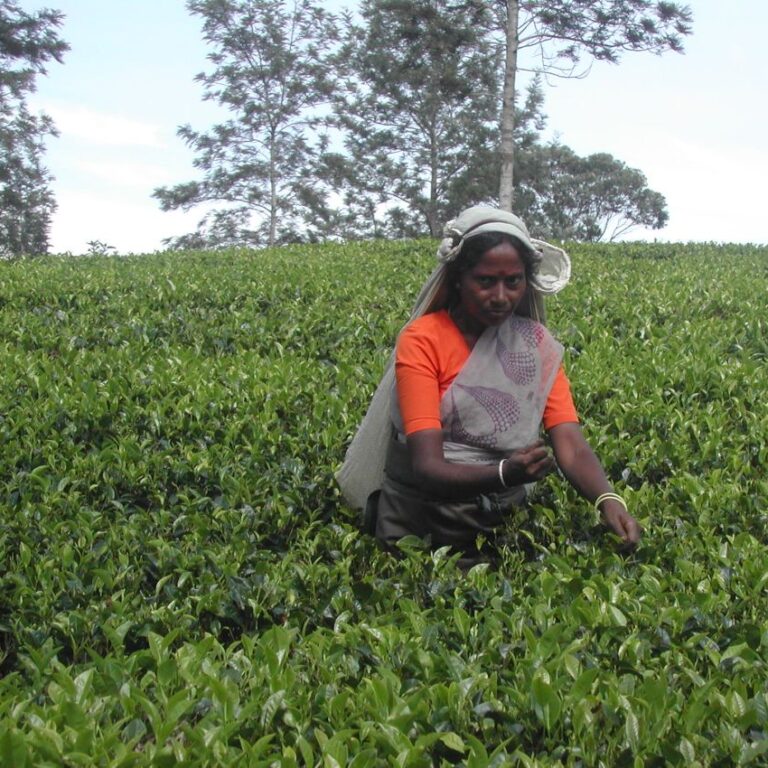 קוטפת תה בהרי סרילנקה
