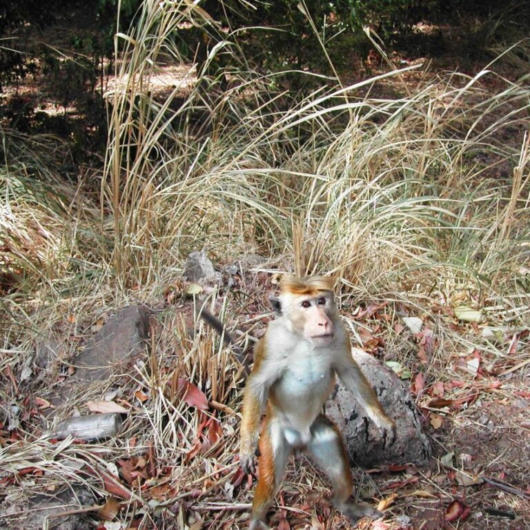 קוף המופתע מהאורחים הלא קרואים