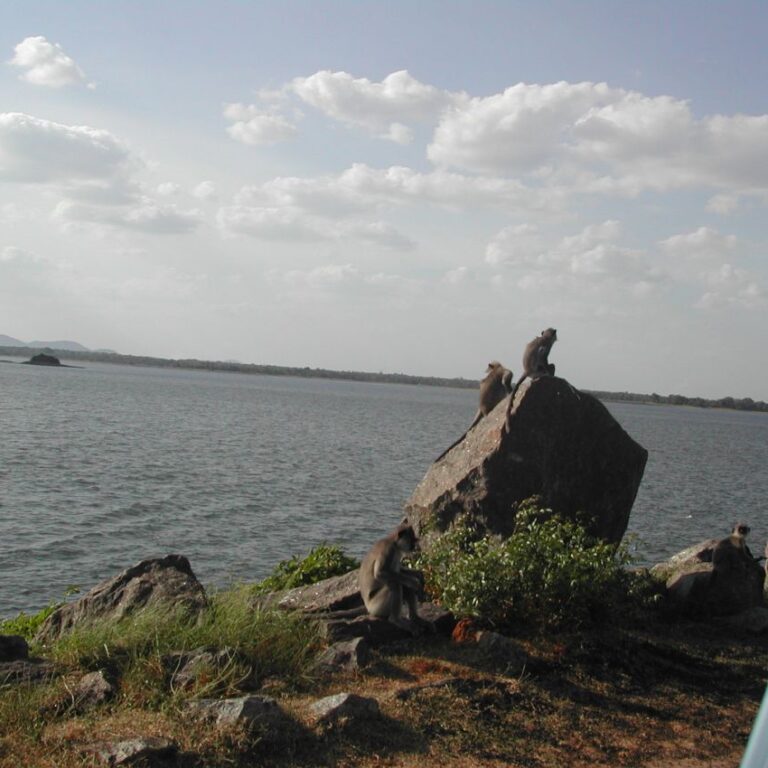 קופים ממתינים לגודו בסרילנקה