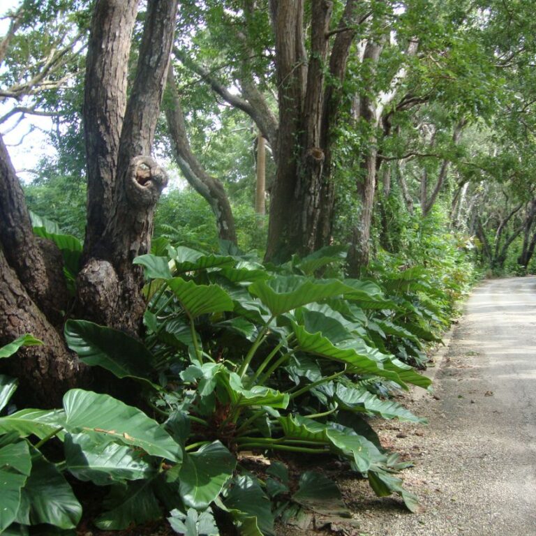 שבילים קסומים באיים קאריביים