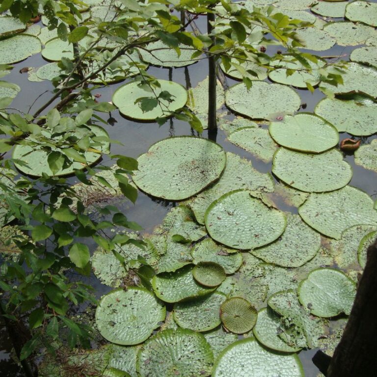 שושנות מים ענקיות בלב הג'ונגל