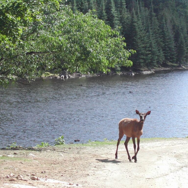 איילה קנדית