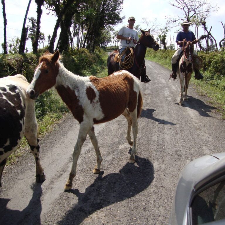 בוקרים בקוסטה ריקה