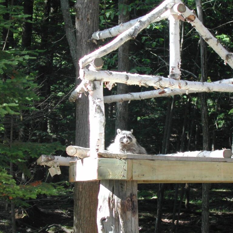 ביתו של הדביבון
