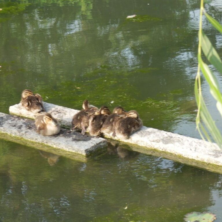 ברווזים יפנים מתגודדים כדי להתחמם
