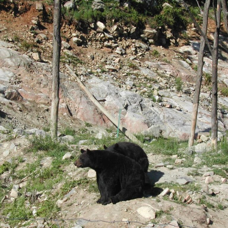 דב שחור קנדי