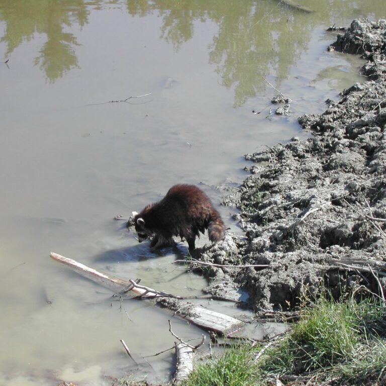 דביבון קנדי