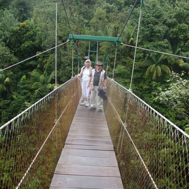 הליכה על צמרות העצים