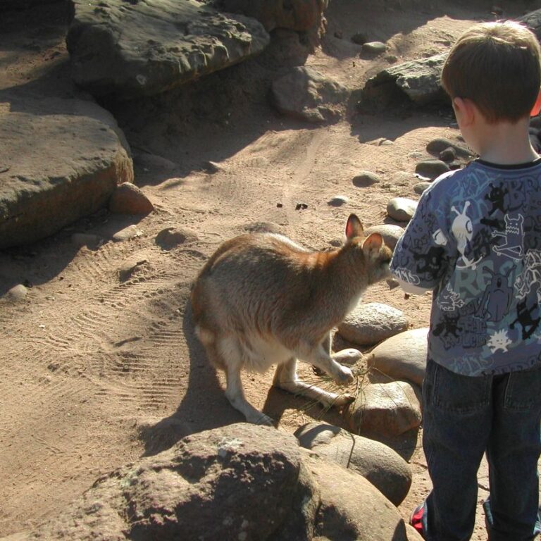 ילד מאכיל קנגורו