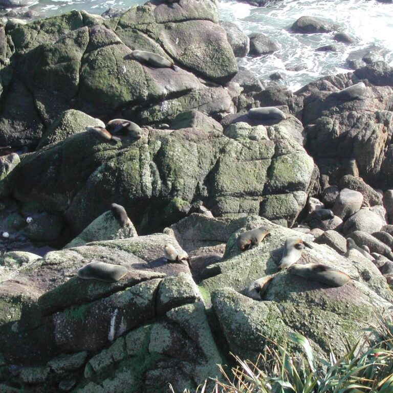 כלבי ים נחים על הסלעים באי הצפוני