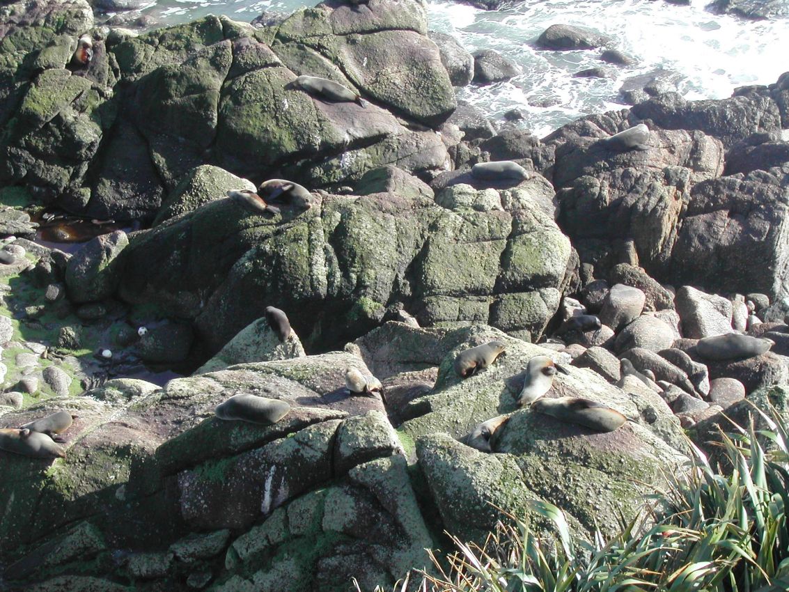 כלבי ים נחים על הסלעים באי הצפוני