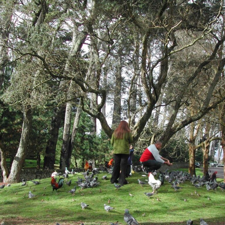 להתבודד עם יונים באוקלנד