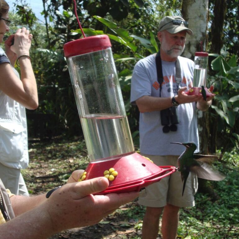 מאכילים יונקי דבש