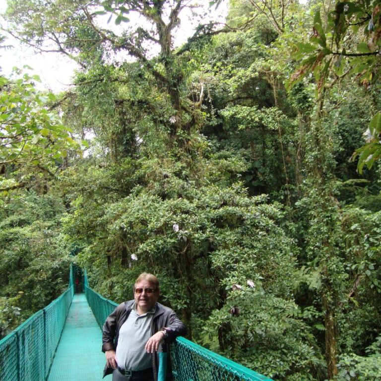 מראה מבין הצמרות