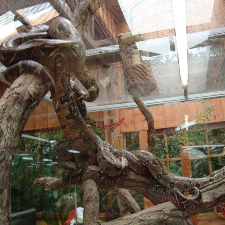 נחשים מתפלים להנאתם במוזיאון הזוחלים