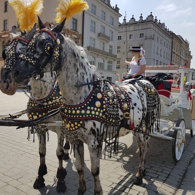 נערה נהגת כרכרה בורשה, להסיע אותך כמו את רוטשילד בזמנו