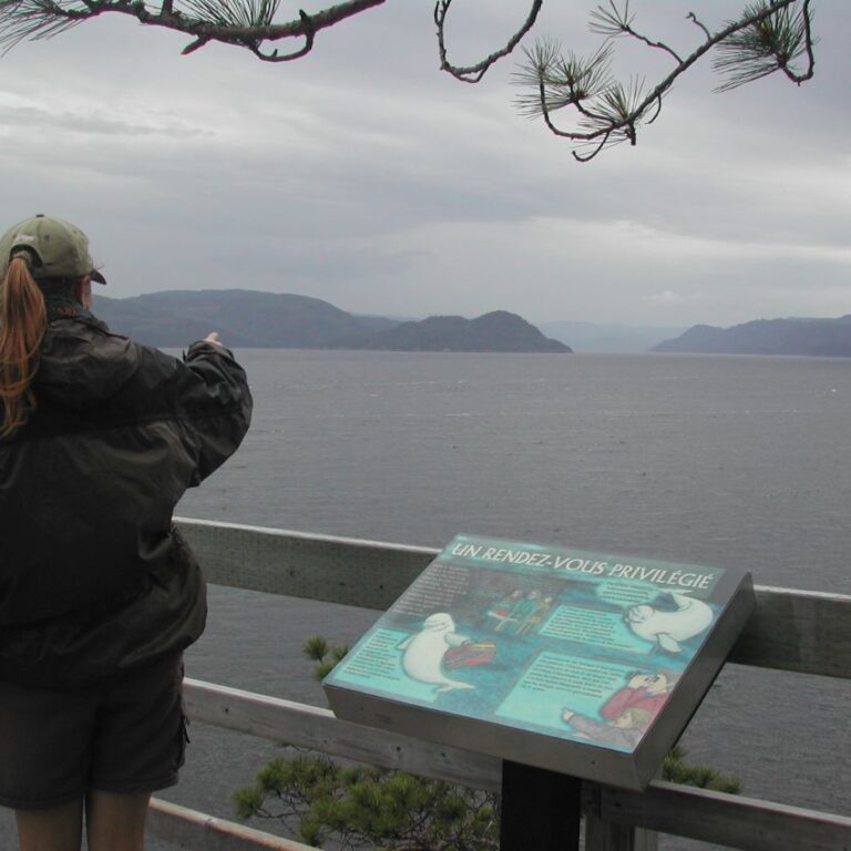 נקודת תצפית על לוויתני בלוגה בסוגנה פיורד, בקוויבק, קנדה