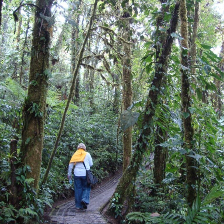 על צמרות העצים בג'ונגל בקוסטה ריקה