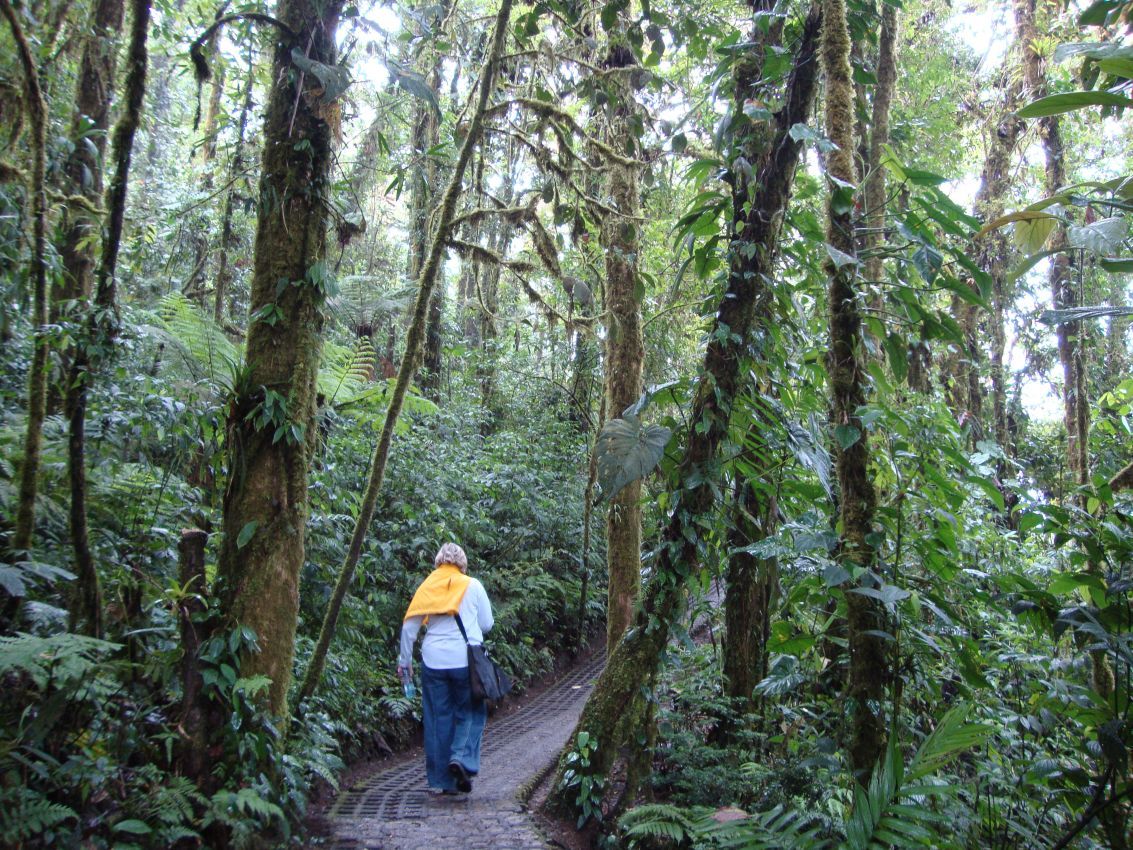 על צמרות העצים בג'ונגל בקוסטה ריקה