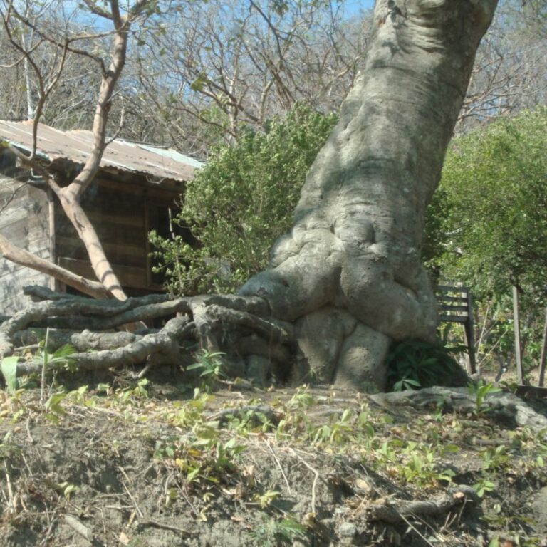 עצים עם גזע מעניין