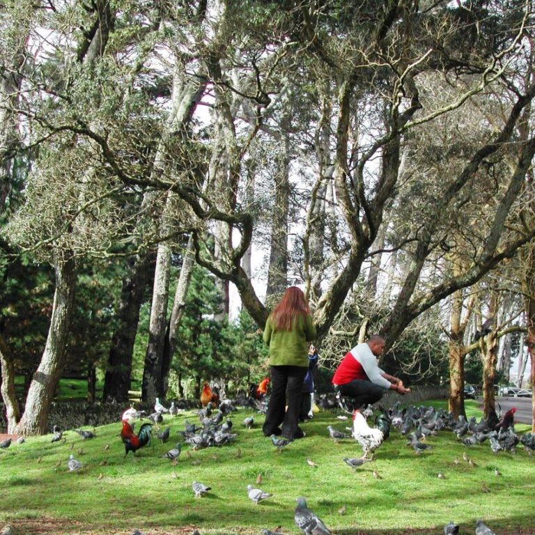 פארק ניו זילנדי באוקלנד