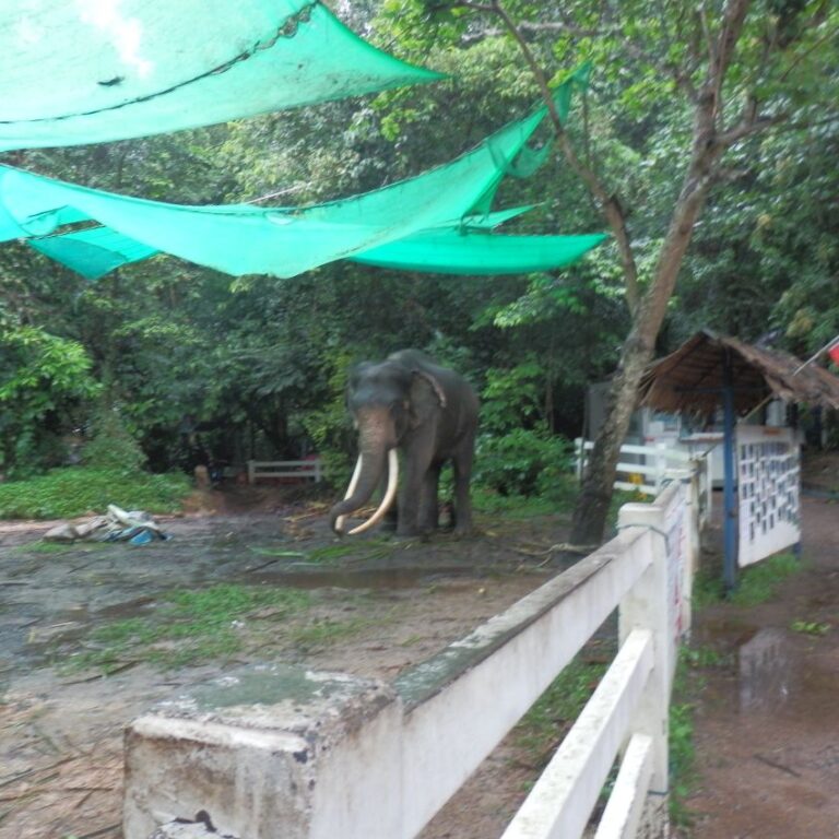 פיל ידידותי באי קוסמויי בתאילנד