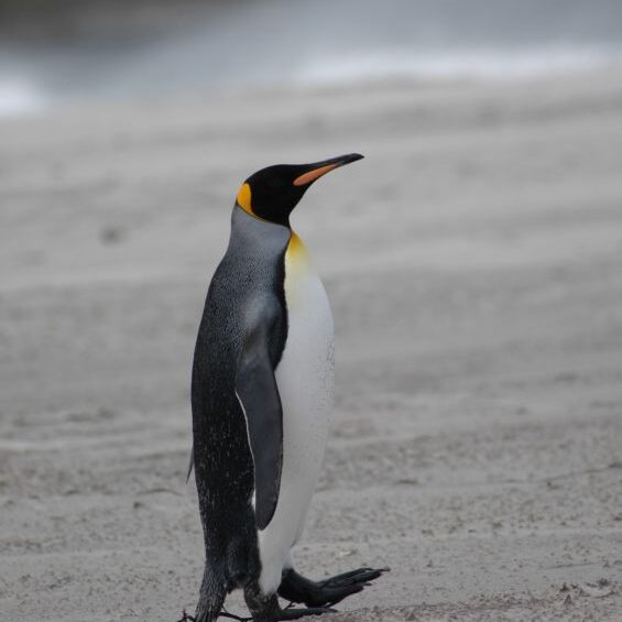 פינגוין בפוקלנד יוצא לביקור אצל שכן