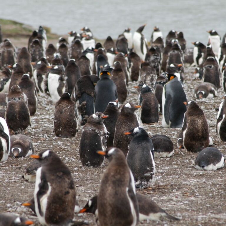 פינגוינים בפוקלנד