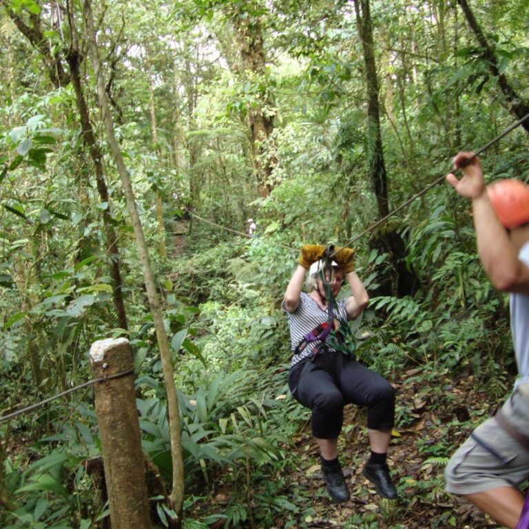 צביה מרחפת מעל הצמרות באומגה בקוסטה ריקה