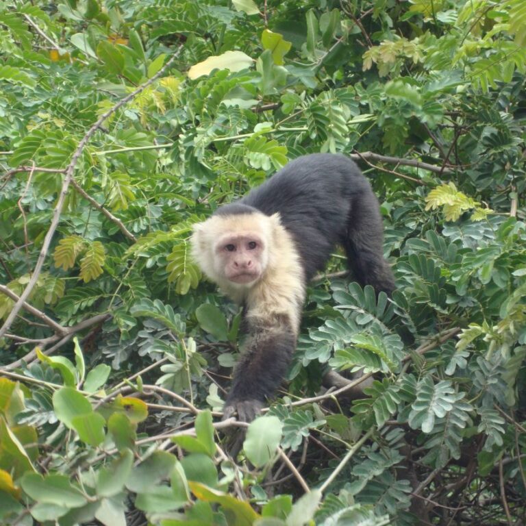 קופים אינטלגנטים