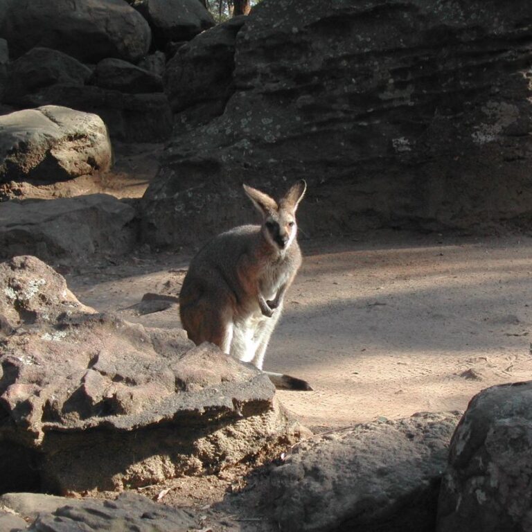 קנגורו בא לבקר