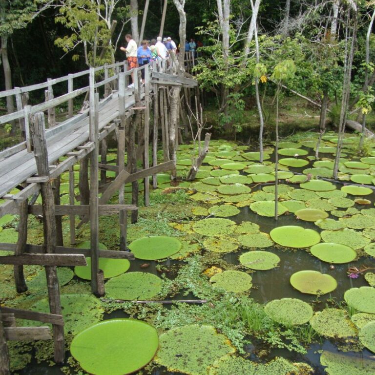 שושנות המים באמאזונס