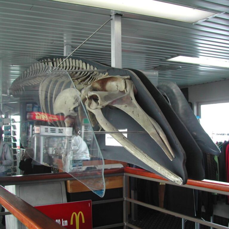 שלד של לוויתן לקישוט בחנות כל בו בקוויבק