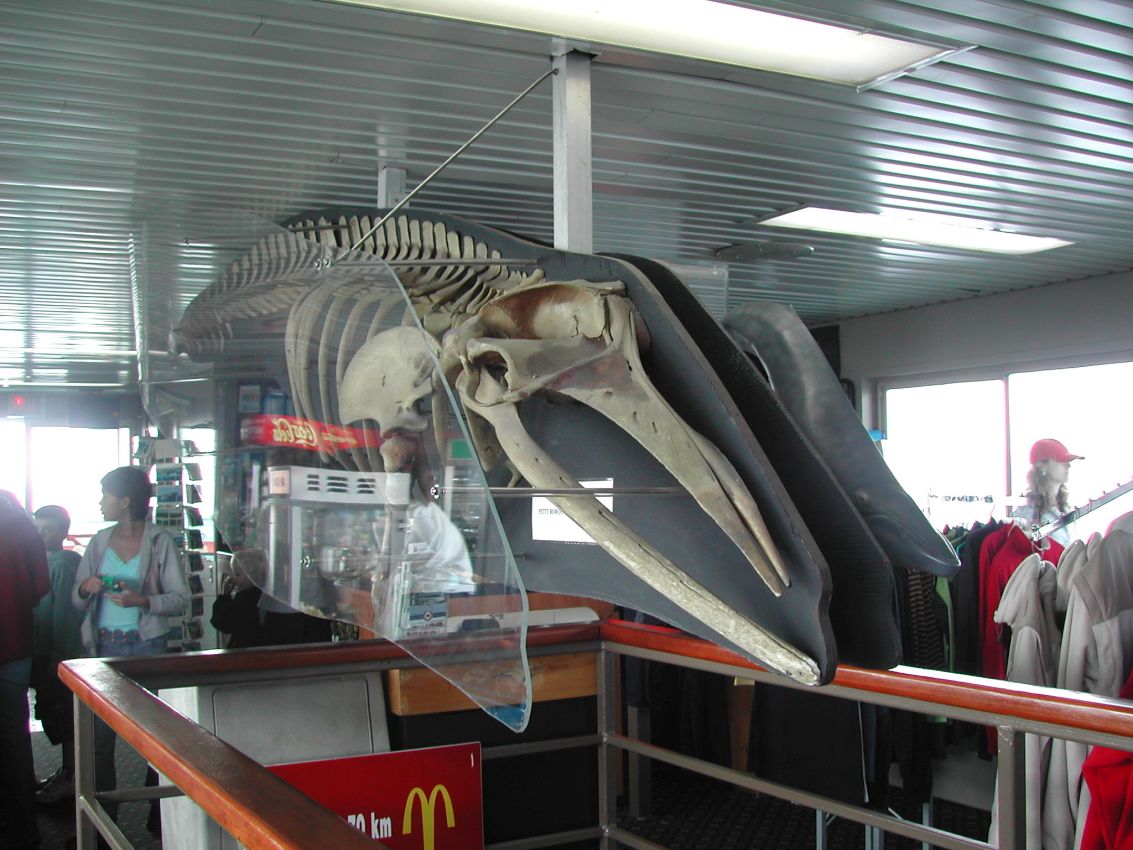 שלד של לוויתן לקישוט בחנות כל בו בקוויבק