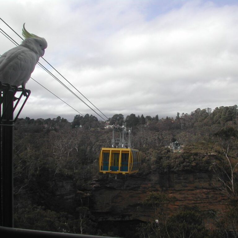 תוכי צופה ברכבל שבין העצים ב"בלו מאונטיין"