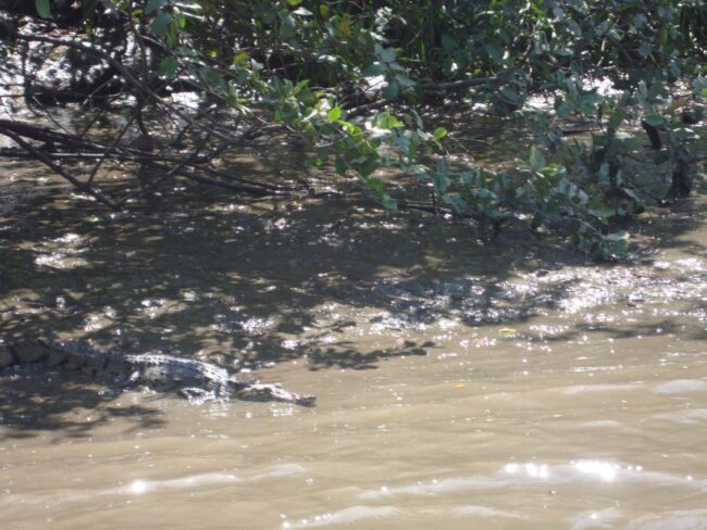 תנינים רעבים מכל עבר